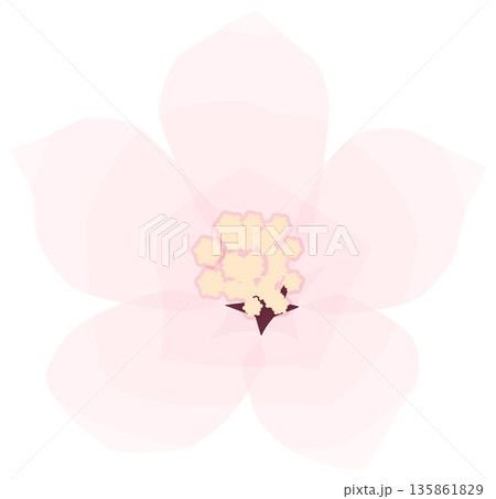 桜,シンプルでやさしい春の花イラスト 桜,シンプルでやさしい春の花イラスト 135861829