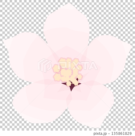桜,シンプルでやさしい春の花イラスト 桜,シンプルでやさしい春の花イラスト 135861829