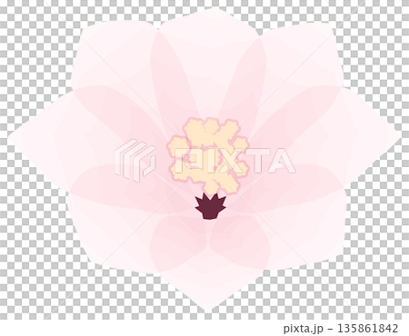 Cherry blossoms, simple and easy spring flower illustration Cherry blossoms, simple and easy spring flower illustration 135861842