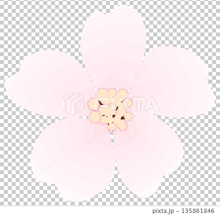 櫻花，簡單易懂的春花插圖 135861846