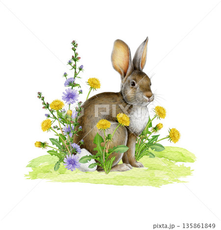 Hand drawn cute bunny with spring flowers. Easter mood vintage style cozy springtime watercolor illustration. Easter bunny with yellow dandelion and blue chicory flowers on white background 135861849