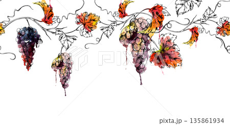Long grape clusters on vines with leaves and tendrils, seamless banner illustration hand drawn in watercolor and ink. Organic branding, menus, vineyard marketing, culinary publishing, decor accents. 135861934