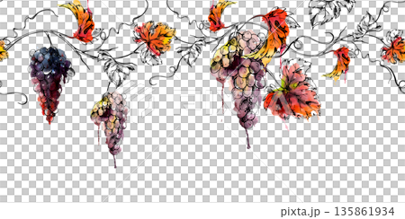 Long grape clusters on vines with leaves and tendrils, seamless banner illustration hand drawn in watercolor and ink. Organic branding, menus, vineyard marketing, culinary publishing, decor accents. 135861934