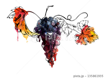 Long grape vine with ripening fruit and leafy tendrils. Merlot, cabernet isolated illustration hand drawn in watercolor and ink for vineyard branding, packaging, murals, fruit stall posters, menus Long grape vine with ripening fruit and leafy tendrils. Merlot, cabernet isolated illustration hand drawn in watercolor and ink for vineyard branding, packaging, murals, fruit stall posters, menus 135861935
