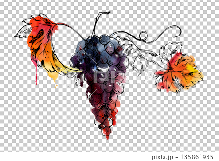 Long grape vine with ripening fruit and leafy tendrils. Merlot, cabernet isolated illustration hand drawn in watercolor and ink for vineyard branding, packaging, murals, fruit stall posters, menus Long grape vine with ripening fruit and leafy tendrils. Merlot, cabernet isolated illustration hand drawn in watercolor and ink for vineyard branding, packaging, murals, fruit stall posters, menus 135861935
