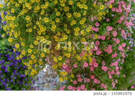 冬の花 冬の花 135861979