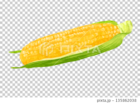 新鮮玉米插圖 新鮮玉米插圖 135862038