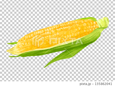 Fresh corn illustration 135862041