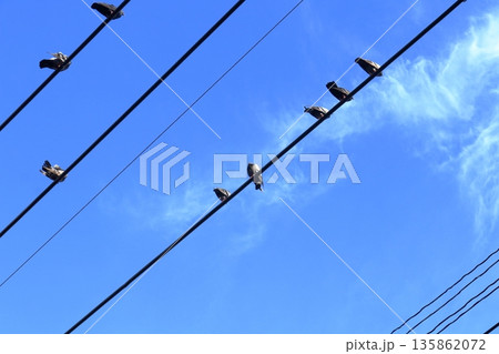 Diagonal view of pigeons catching cables. Diagonal view of pigeons catching cables. 135862072