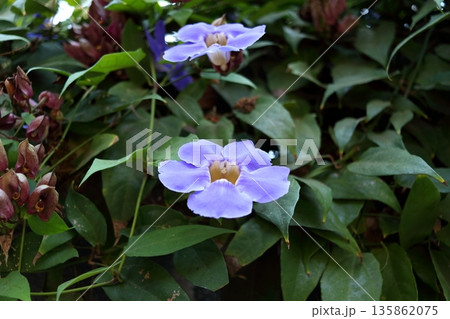 Blue trumphet vine blooming isolated from green leaves. Blue trumphet vine blooming isolated from green leaves. 135862075