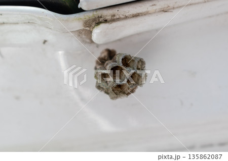 Small empty wasp nest outdoors 135862087