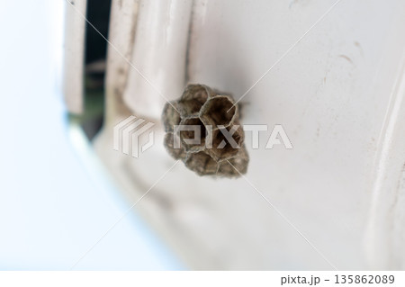 Small empty wasp nest outdoors 135862089