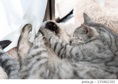 窓辺で眠る猫　サバトラ猫 135862102