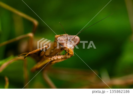 鎌の手入れをするコカマキリ 135862186