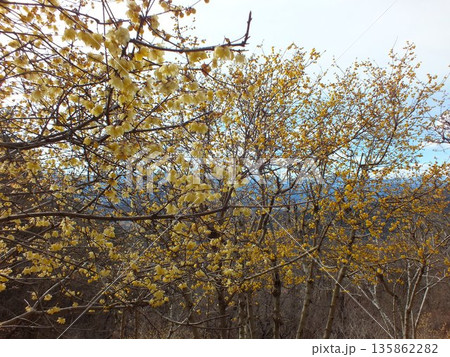 宝登山のろうばい(長瀞宝登山臘梅園にて撮影) 135862282