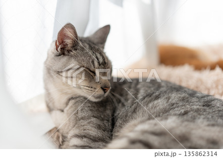 窓辺で眠る猫 サバトラ猫 窓辺で眠る猫 サバトラ猫 135862314