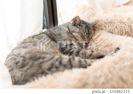 窓辺で眠る猫　サバトラ猫 135862315