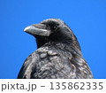 見つめるカラスの横顔 135862335