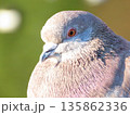見つめるハトの横顔 135862336