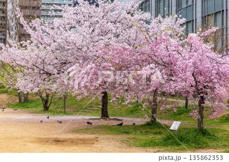 神戸市中央区生田川沿い・満開のシダレザクラ 135862353