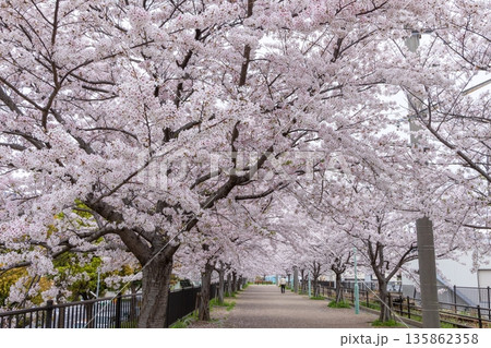 神戸臨港線跡・中央区春日野道から灘へ続く遊歩道・満開の桜 神戸臨港線跡・中央区春日野道から灘へ続く遊歩道・満開の桜 135862358
