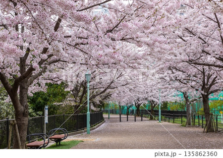 神戸臨港線跡・中央区春日野道から灘へ続く遊歩道・満開の桜 神戸臨港線跡・中央区春日野道から灘へ続く遊歩道・満開の桜 135862360