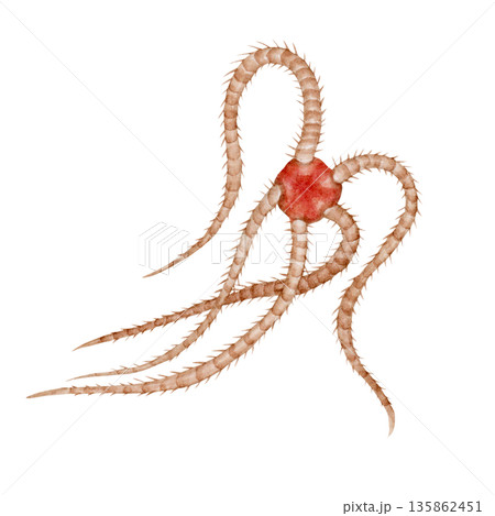 キタクシノハクモヒトデ　クモヒトデ　深海生物　水彩 イラスト 135862451