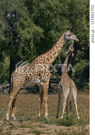Thornicroft giraffe Thornicroft giraffe 135862702