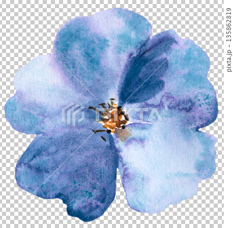 Watercolor blue wild flower isolated illustration, floral wedding and greeting element 135862819