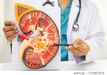 Kidney disease, Chronic kidney disease ckd, Doctor hold human model. Kidney disease, Chronic kidney disease ckd, Doctor hold human model. 135862914