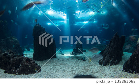 Fishes in Lisbon Oceanarium with rocks, Portugal timelapse Fishes in Lisbon Oceanarium with rocks, Portugal timelapse 135863068