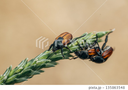 Beetle pest of grain crops, Kuzka, sits on a ripe ear of wheat 135863548