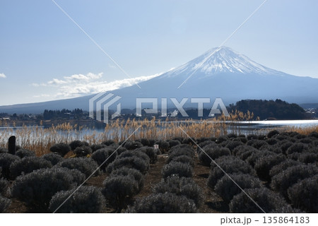 河口湖 大石公園からの富士山 河口湖 大石公園からの富士山 135864183