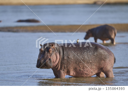 Hippo in the Luangwa River Hippo in the Luangwa River 135864393