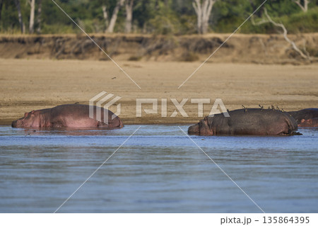 Hippo in the Luangwa River Hippo in the Luangwa River 135864395