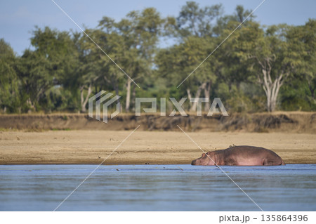 Hippo in the Luangwa River 135864396