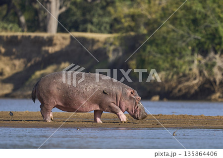 Hippo in the Luangwa River 135864406