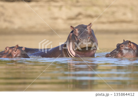 Hippo in the Luangwa River Hippo in the Luangwa River 135864412