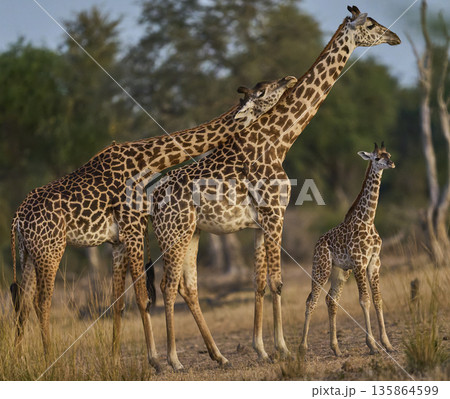 Thornicroft giraffe Thornicroft giraffe 135864599