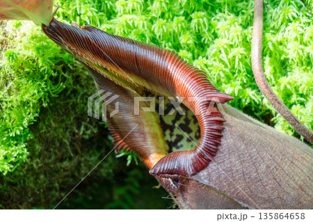 Nepenthes carnivorous plant in Singapore Botanic Gardens Nepenthes carnivorous plant in Singapore Botanic Gardens 135864658