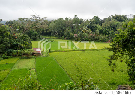Lush green rice fields in Toraja, Sulawesi, Indonesia 135864665