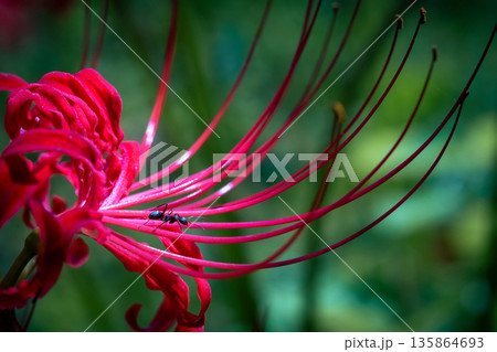 彼岸花の花びらの上を綱渡りのように歩くクロアリ 135864693