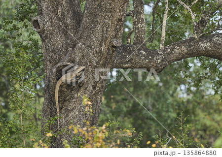 Nile monitor Lizard  135864880