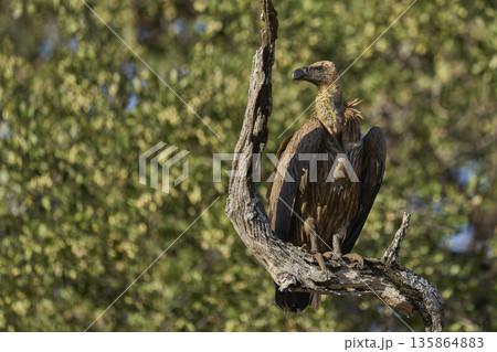 White-backed Vulture White-backed Vulture 135864883
