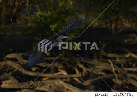 Goliath Heron  135864886