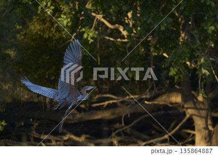 Goliath Heron  135864887