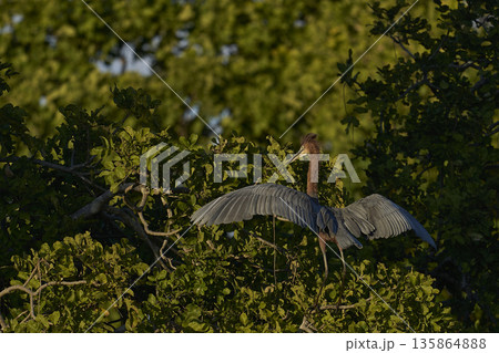 Goliath Heron  135864888