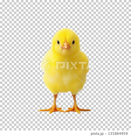 Yellow chick standing upright with fluffy feathers and bright eyes. Isolated on transparent background. 135864959