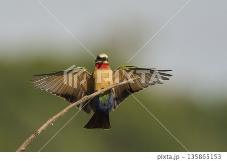White-fronted Bee-eater 135865153