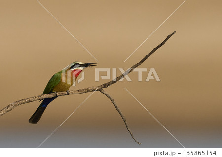 White-fronted Bee-eater 135865154